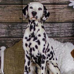 Laken - Dalmatian