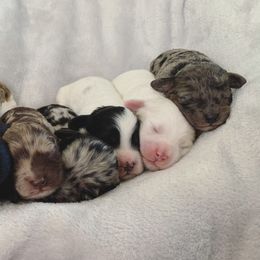 Cockapoos from Our Father’s Doodles