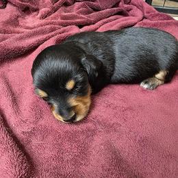Bayou - Black and tan male Dachshund puppy in Farmerville, Louisiana from Hancock House of Basset Hounds & Mini Dachshunds