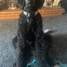 Poodles from Sassy Poodles and Doodles