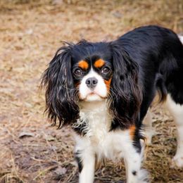Cavalier King Charles Spaniel All Grown Up from MagPie Cavaliers