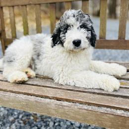 Preston - Merle male Bernedoodle puppy in Natural Bridge, Virginia from Rockbridge Puppies
