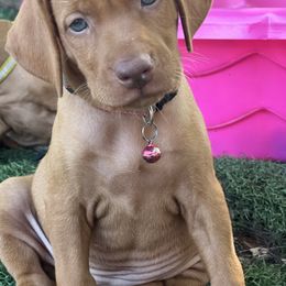 Vizsla Puppies from MountainTop Vizslas