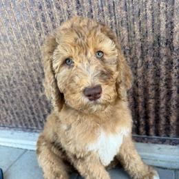 Jolene - Merle female Saint Berdoodle puppy in Beach, North Dakota from Badland St. Berdoodles LLC