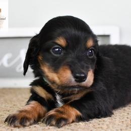 Blue collar boy - Black and tan male Dachshund puppy in Empire, Alabama from Heart of Dixie Kennel