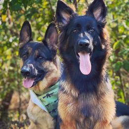 German Shepherds from Apex GSD Specialists