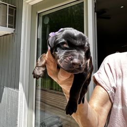 Boy - Purple collar - Black and rust Doberman Pinscher puppy in Old Bridge, New Jersey from Wizard Ost Revolution kennel