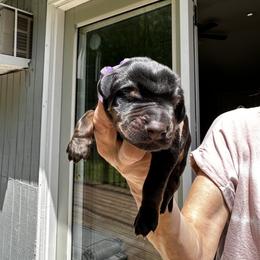 Boy - Purple collar - Black and rust Doberman Pinscher puppy in Old Bridge, New Jersey from Wizard Ost Revolution kennel