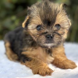Sweet Susie - Black tan and white female Biewer Terrier puppy in Bunnell, Florida from Royal Biewer and Royal Aussies