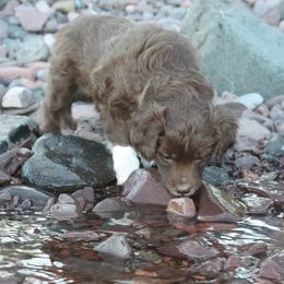 Aussiedoodle Puppies from DuWoof