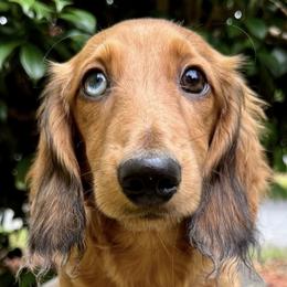 Rex - Dapple male Dachshund puppy in Washington, North Carolina from Elegant Dachshunds-Eledox