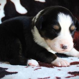 Iggy - Black tri female Miniature Australian Shepherd puppy in Ixonia, Wisconsin from Hunt N Oaks
