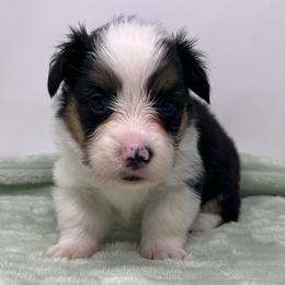 Hubble (fluffy) - Brindle and white male American Corgi puppy in Waco, Texas from The Comma Corgis