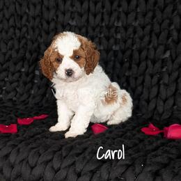Carol - Blenheim female Cavapoo puppy in Amboy, Indiana from Wag'in Tails