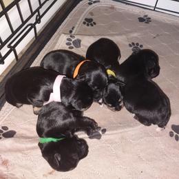 Miniature Schnauzer Puppies from Shenandoah Schnauzers
