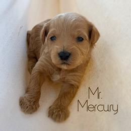 Mr. Mercury - Apricot male Goldendoodle puppy in Sacramento, California from Dandy Doodles Goldendoodles