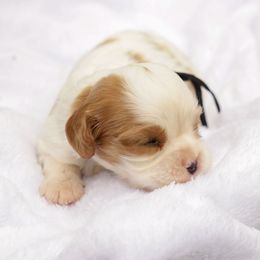 Hawk - Blenheim male Cavalier King Charles Spaniel puppy in New Holland, Pennsylvania from Mountain Breeze Puppies