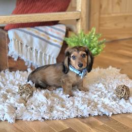 AKC Meet Axel :) - Sable male Dachshund puppy in Centerville, Iowa from Barnyard Dachshunds, Dals & Doodles