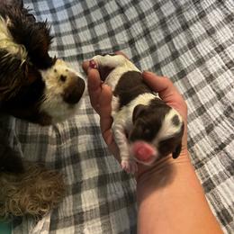 Comet - Brown and white male Cocker Spaniel puppy in Camp Douglas, Wisconsin from Bluff Country Cockers