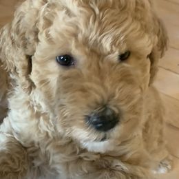 Double Doodle Puppies from Riverside Doodles in Seattle