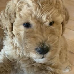 Double Doodle Puppies from Riverside Doodles in Seattle