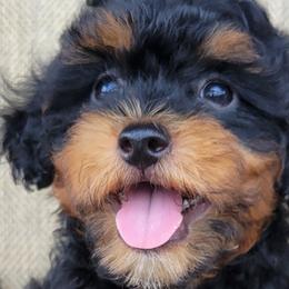 Australian Shepherds, Golden Retrievers, Shichons, and Shihpoos from Pilot Hill Teddy Bear Puppies