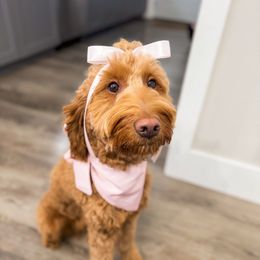 Rue - Goldendoodle