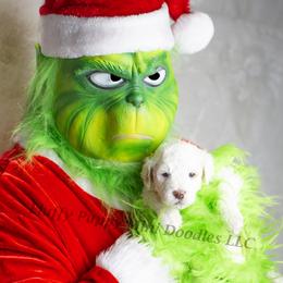 Aladdin (yellow collar) boy - Parti male Goldendoodle puppy in Corona, California from Fluffy Puppy Mini Doodles LLC