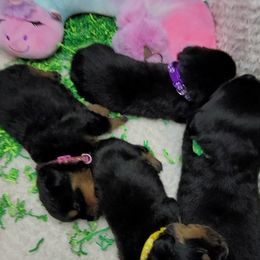 Boy 4 - Rottweiler puppy in Cocoa, Florida from Space Coast Rottweilers