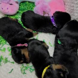 Boy 4 - Rottweiler puppy in Cocoa, Florida from Space Coast Rottweilers