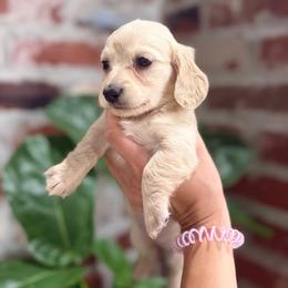 Girl 2 - Cream female Dachshund puppy in Baton Rouge, Louisiana from Bayou d’ Elara Dachshunds