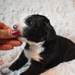 Bernedoodle Puppies from Belly Rubs