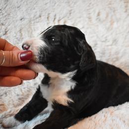 Bernedoodle Puppies from Belly Rubs