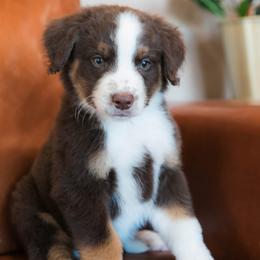 Sol - male Australian Mountain Doodle puppy in Lafayette, Missouri from Brick House Farm Doodles