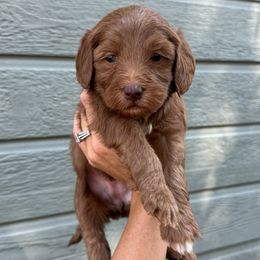 Lemon - Red female Bernedoodle puppy in Horseshoe Bend, Idaho from Over the Moon Poodles and Doodles