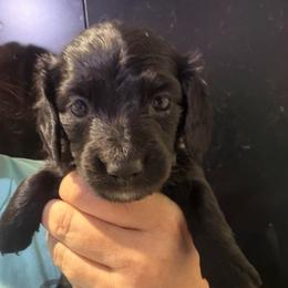 Atticus-Boy 4 - Black male Dachshund puppy in Bigfork, Minnesota from Dachshunds Up North
