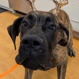 Great Dane puppies from Port Bay Danes