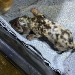 Rebel - Dapple male Dachshund puppy in Mayport, Pennsylvania from PA's Darling Doxies