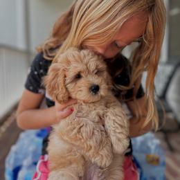 Havapoo puppies from West Cobb Dogs