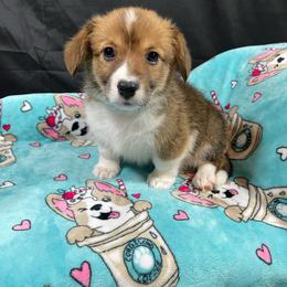 Dragonfly - Red male Pembroke Welsh Corgi puppy in Barstow, California from Caldwell’s Corgis of Southern California