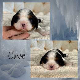 Olive - Tri-color female Cavalier King Charles Spaniel puppy in De Pere, Wisconsin from Rose Garden Kennels