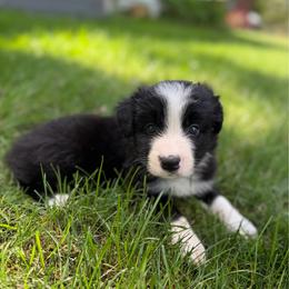 Clove - Black and white male Border Collie puppy in Lakeview, Michigan from Haven Creek Farm