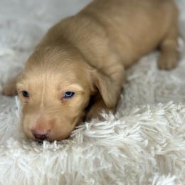 Brooks - Cream male Dachshund puppy in Goodyear, Arizona from D&C Royal Dachshunds LLC