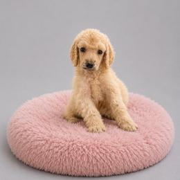 Halo - Cream female Poodle puppy in Washington, Pennsylvania from Patriotic Poodles