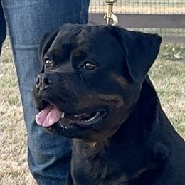 River - Rottweiler