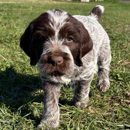 Stark-(Ironman) - Chestnut and gray male Wirehaired Pointing Griffon puppy in Grangeville, Idaho from Happy Hollow Griffons