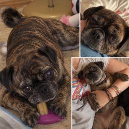 Dancer - Black female Pug puppy in Chaplin, Connecticut from Mystic Moon