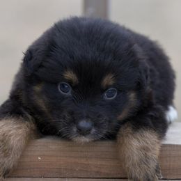 Toy Australian Shepherds from HighEnd Aussies