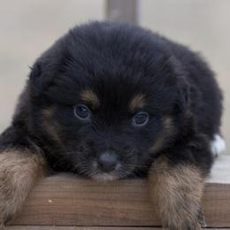 Toy Australian Shepherds from HighEnd Aussies