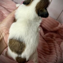 Meet Pumpkin - Red and white female Shih Tzu puppy in Lake City, Florida from Tiger Valley Shih Tzus
